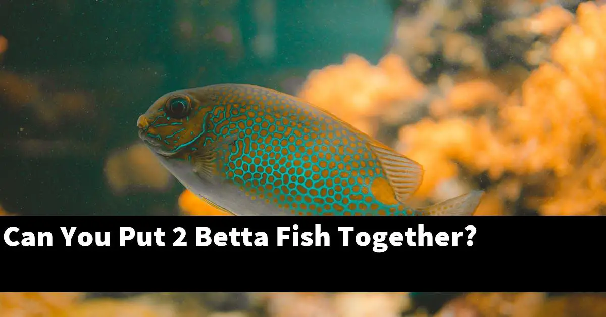 Can You Put 2 Betta Fish Together?