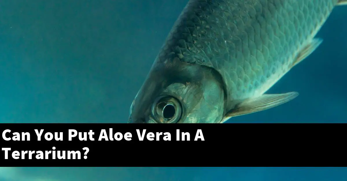 Can You Put Aloe Vera In A Terrarium?