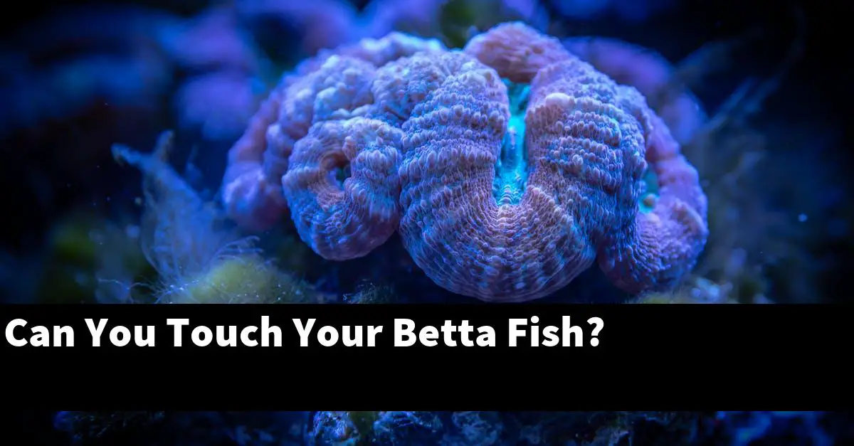 Can You Touch Your Betta Fish?
