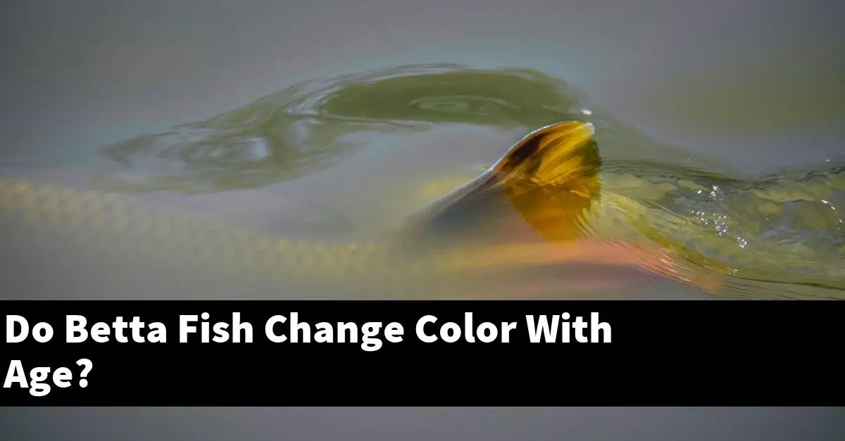 Do Betta Fish Change Color With Age?