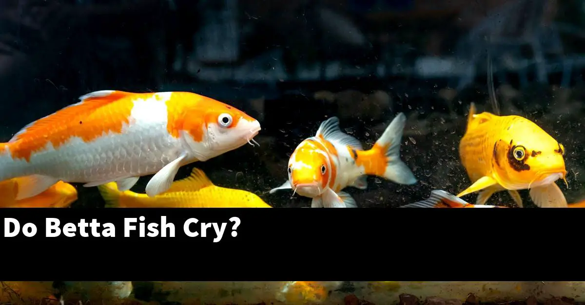 Do Betta Fish Cry?