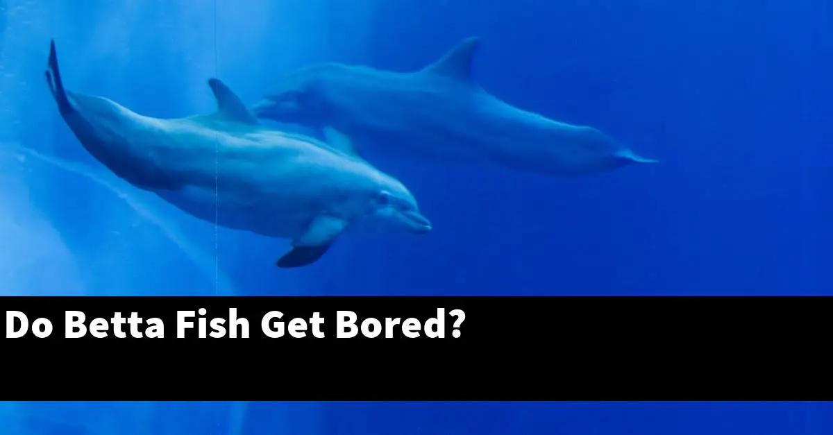 Do Betta Fish Get Bored?