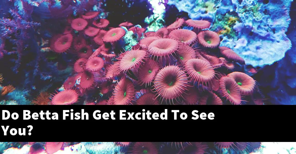 Do Betta Fish Get Excited To See You?