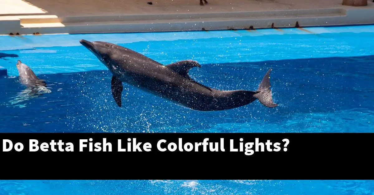 Do Betta Fish Like Colorful Lights?