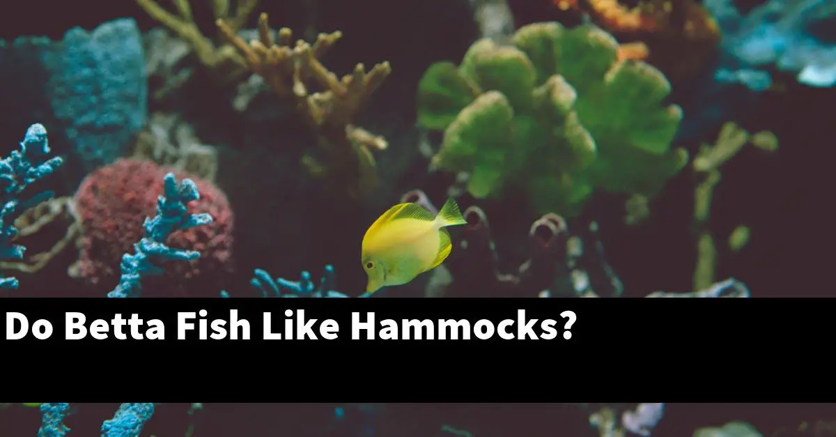 Do Betta Fish Like Hammocks?