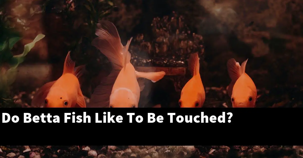 Do Betta Fish Like To Be Touched?