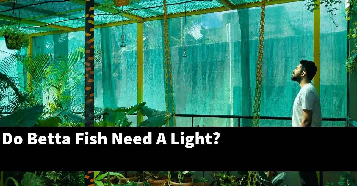 Do Betta Fish Need A Light?
