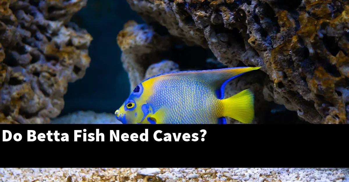 Do Betta Fish Need Caves?