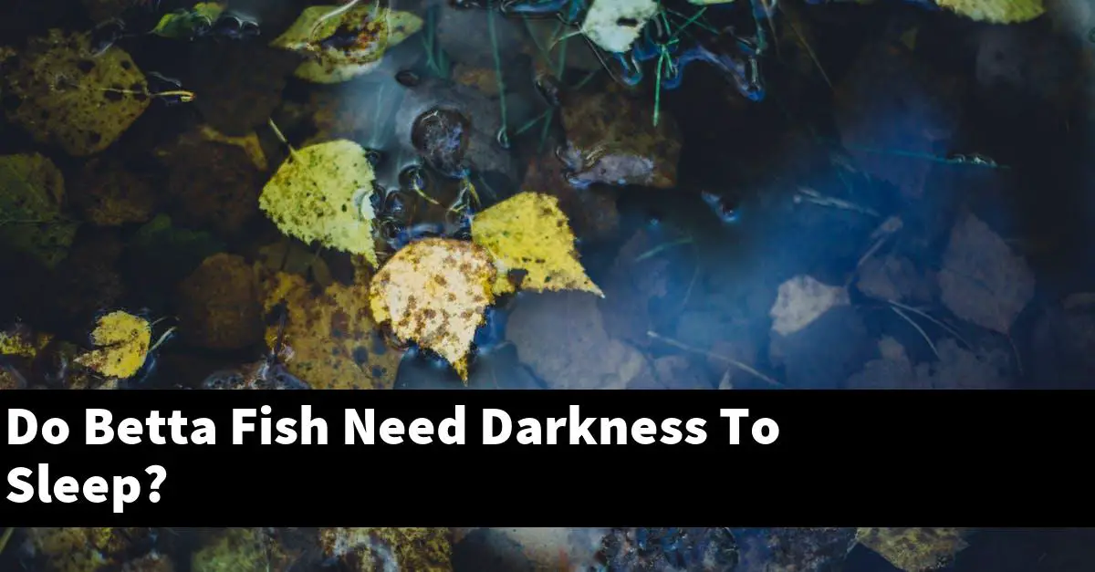Do Betta Fish Need Darkness To Sleep?