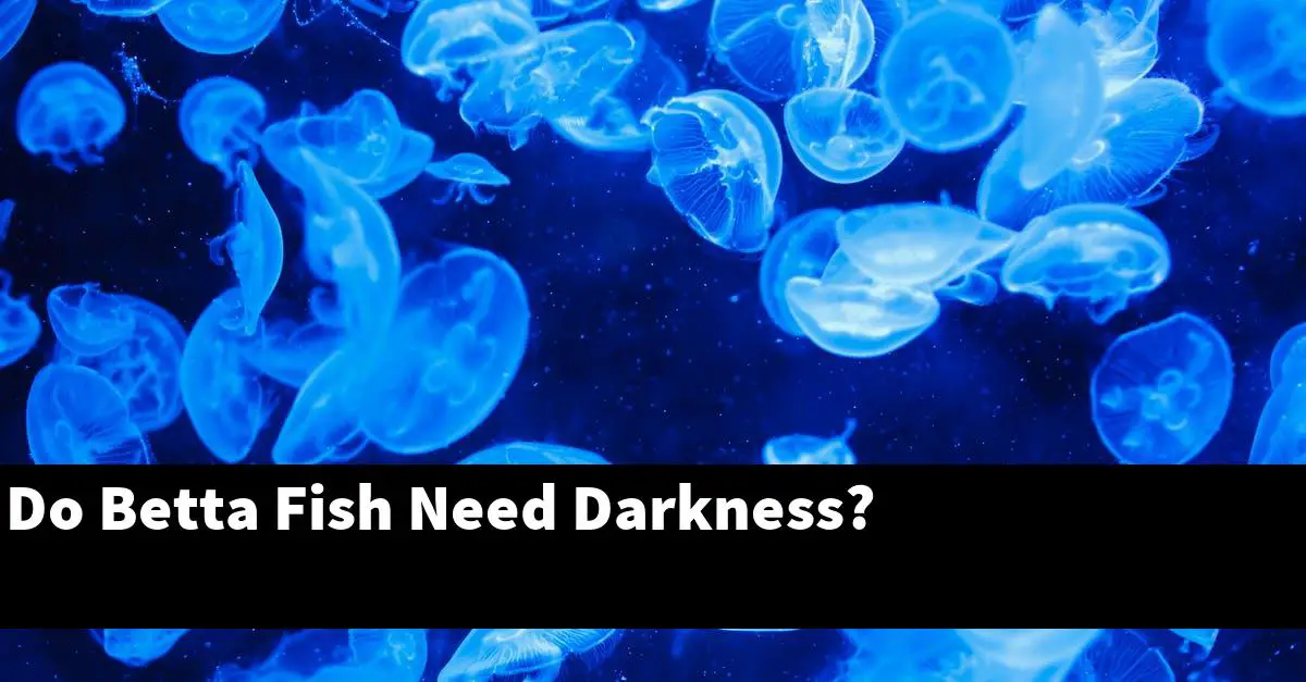 Do Betta Fish Need Darkness?