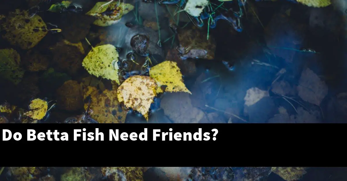 Do Betta Fish Need Friends?