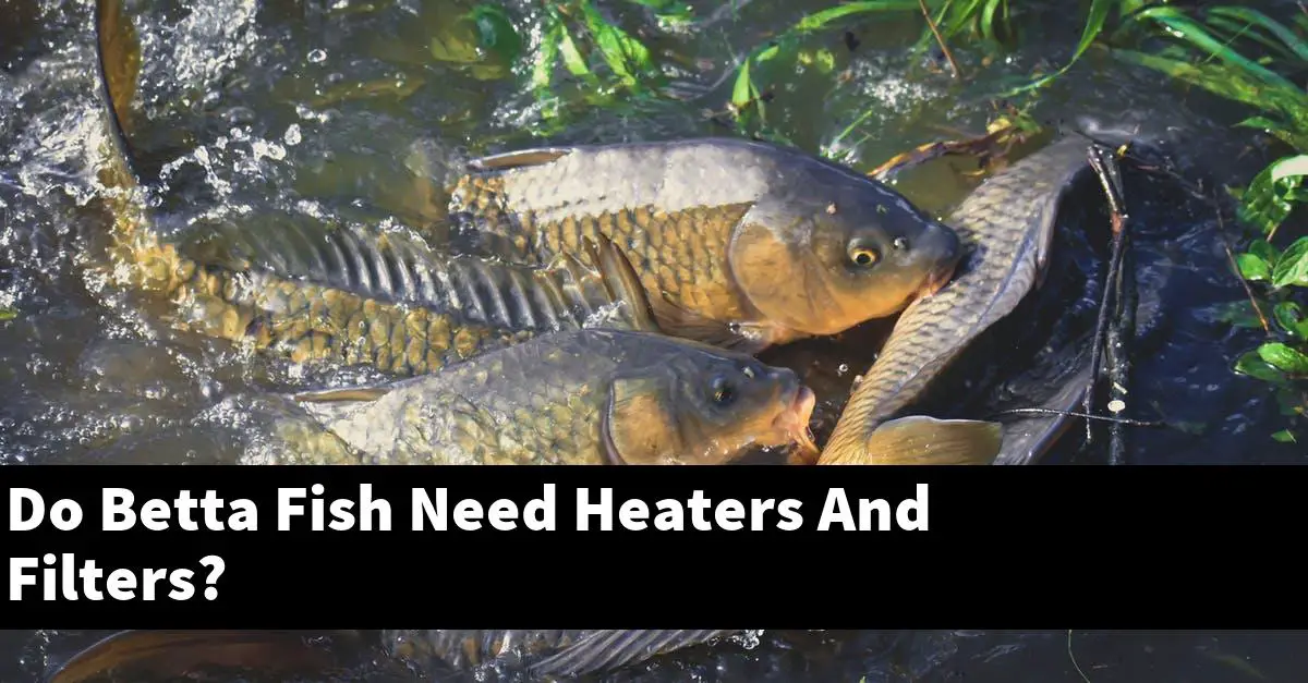 Do Betta Fish Need Heaters And Filters?