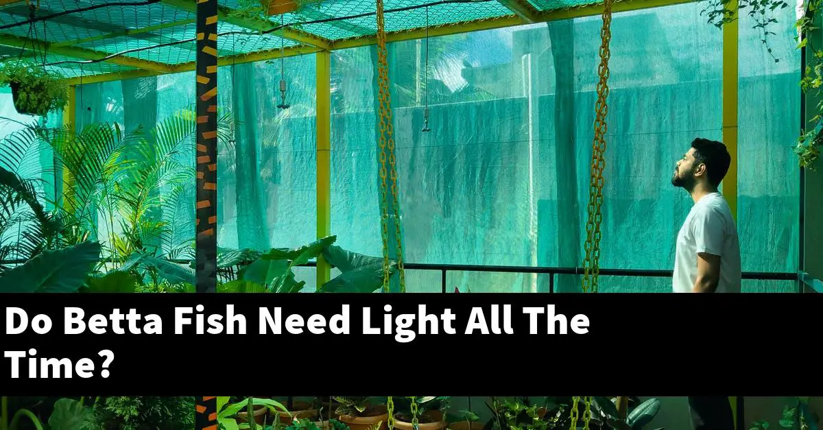 Do Betta Fish Need Light All The Time?