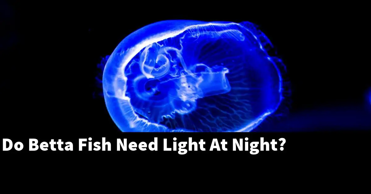 Do Betta Fish Need Light At Night?