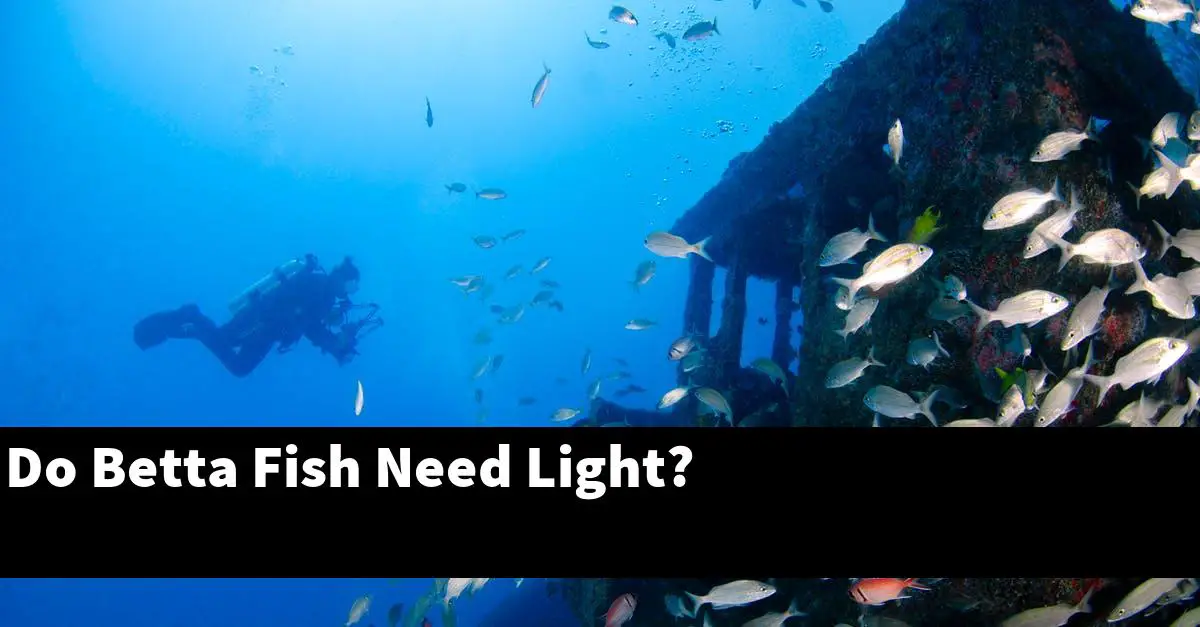 Do Betta Fish Need Light?