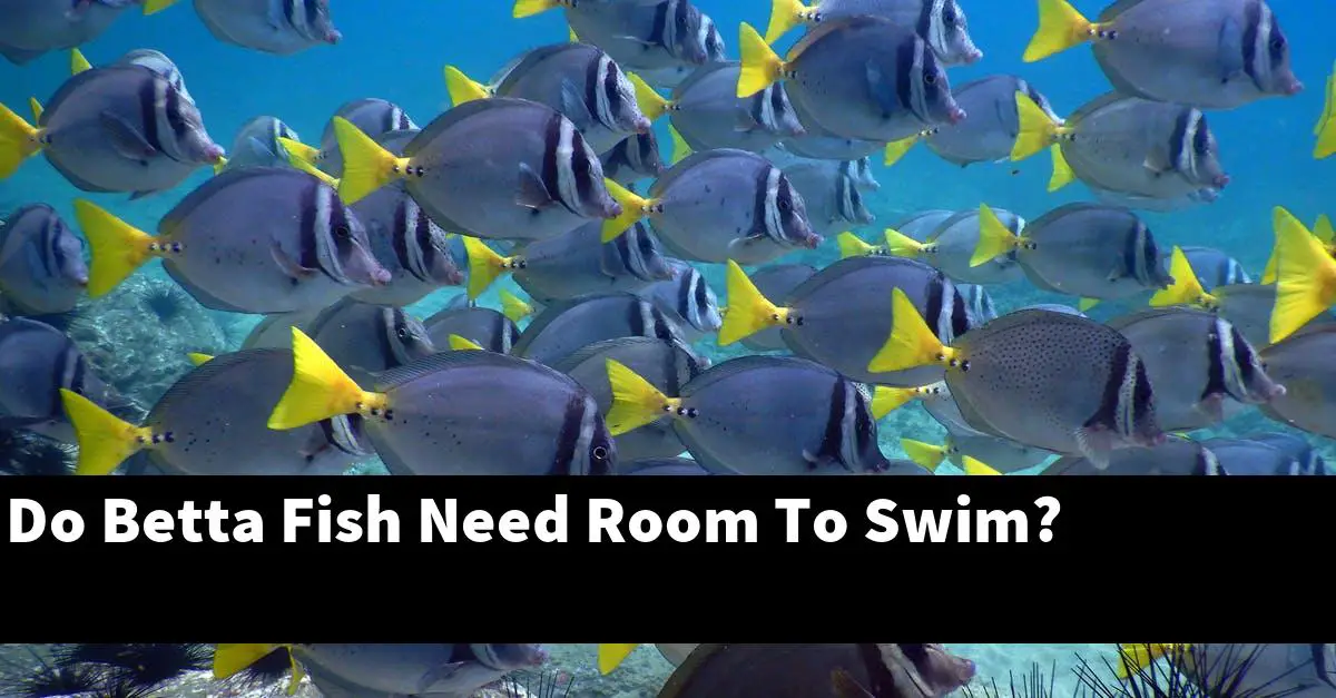 Do Betta Fish Need Room To Swim?