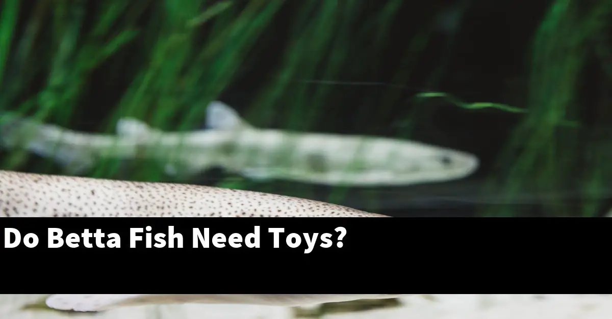 Do Betta Fish Need Toys?
