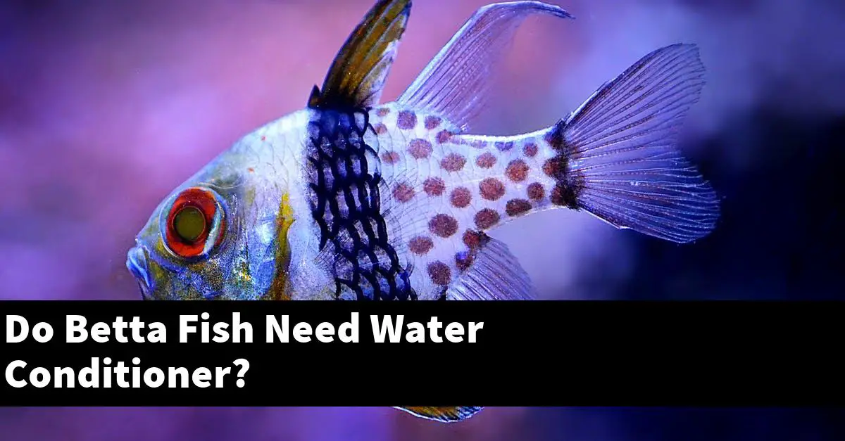 Do Betta Fish Need Water Conditioner?