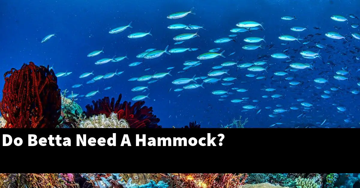 Do Betta Need A Hammock?