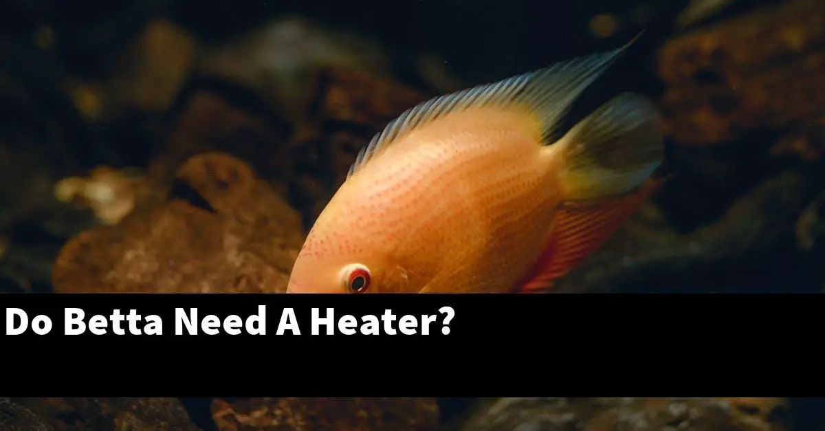 Do Betta Need A Heater?