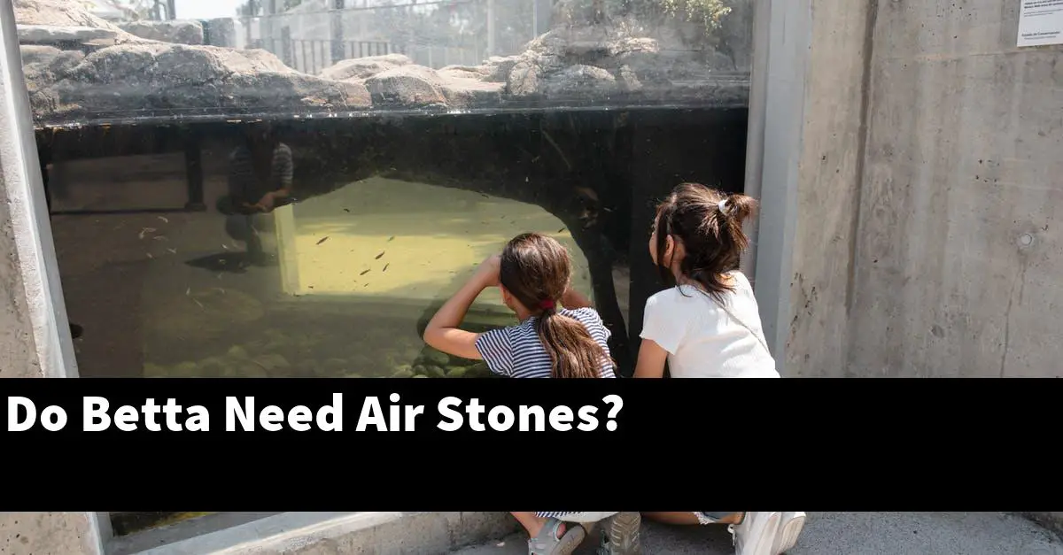 Do Betta Need Air Stones?