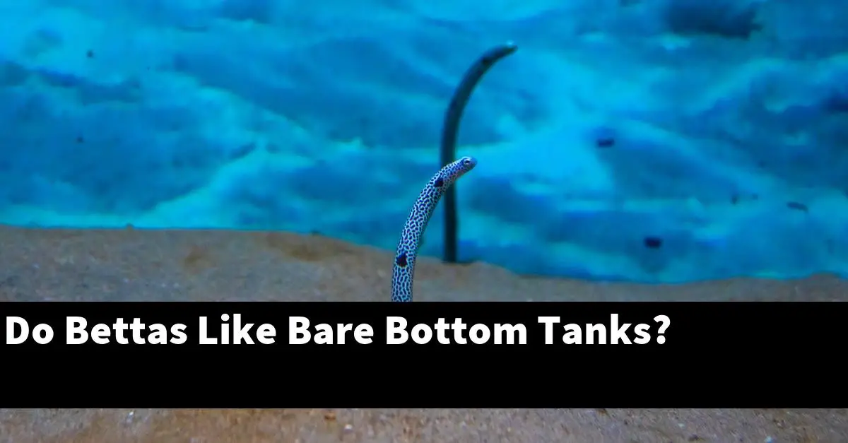 Do Bettas Like Bare Bottom Tanks?