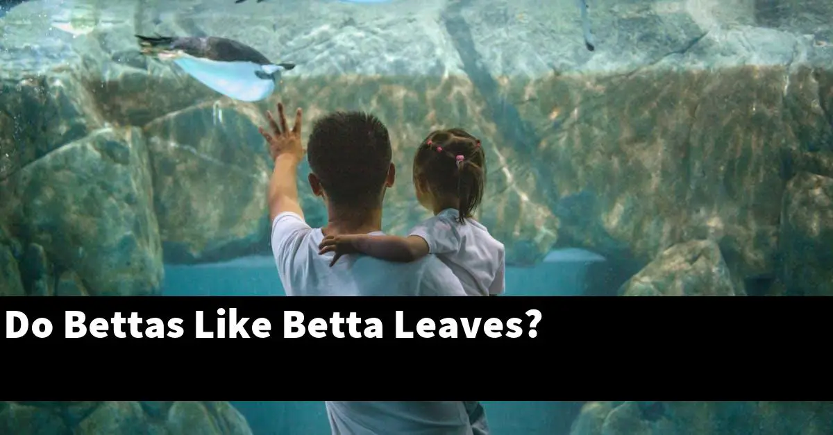 Do Bettas Like Betta Leaves?