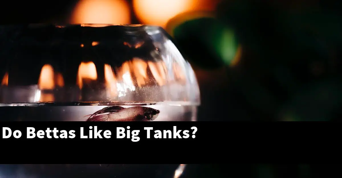 Do Bettas Like Big Tanks?
