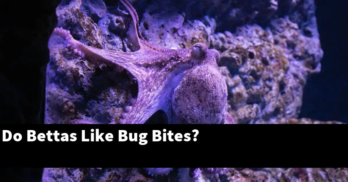 Do Bettas Like Bug Bites?