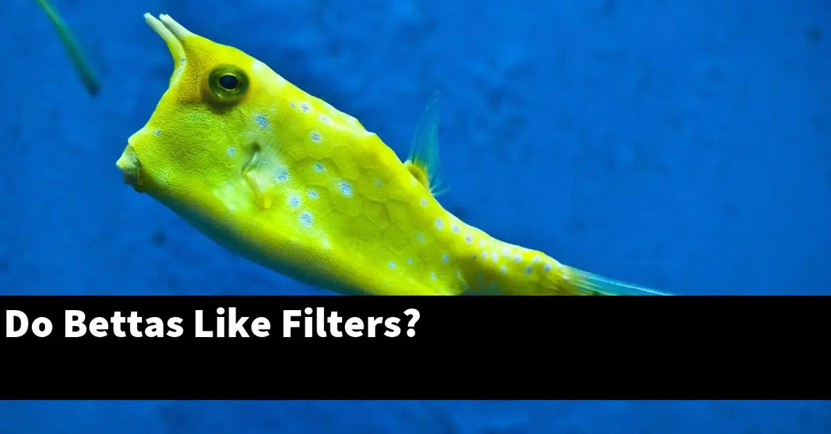 Do Bettas Like Filters?