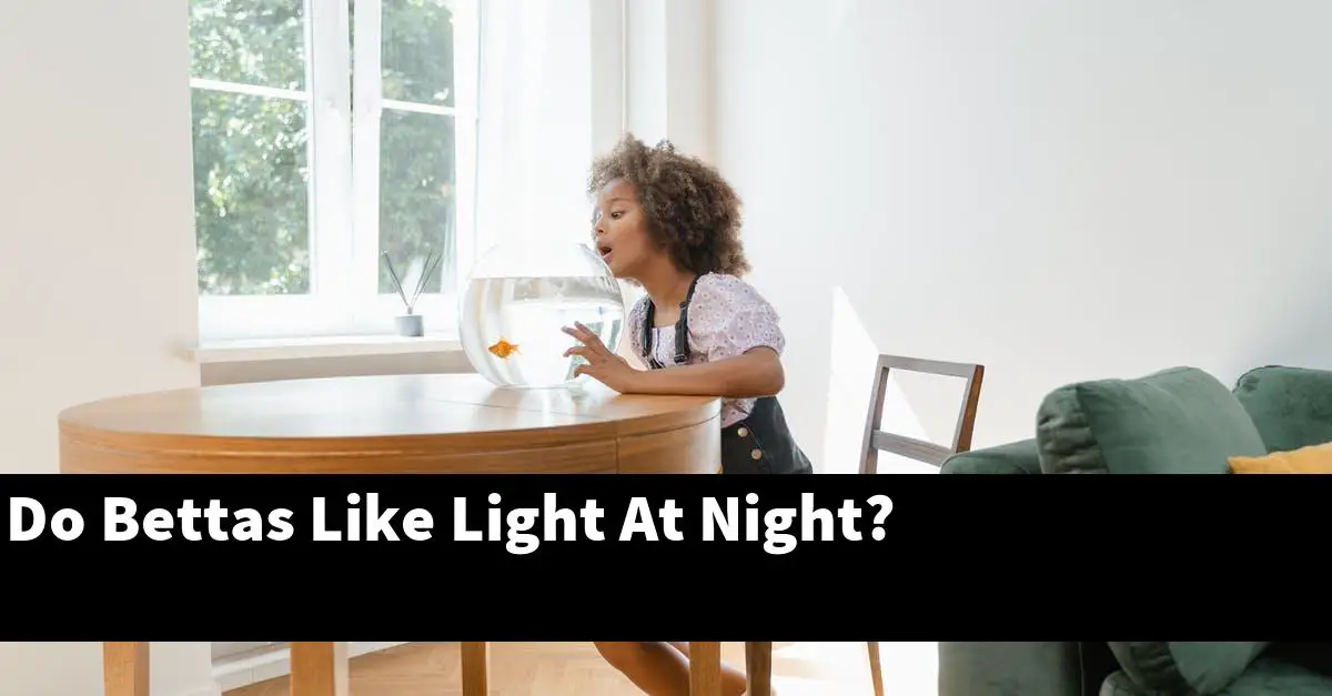 Do Bettas Like Light At Night?