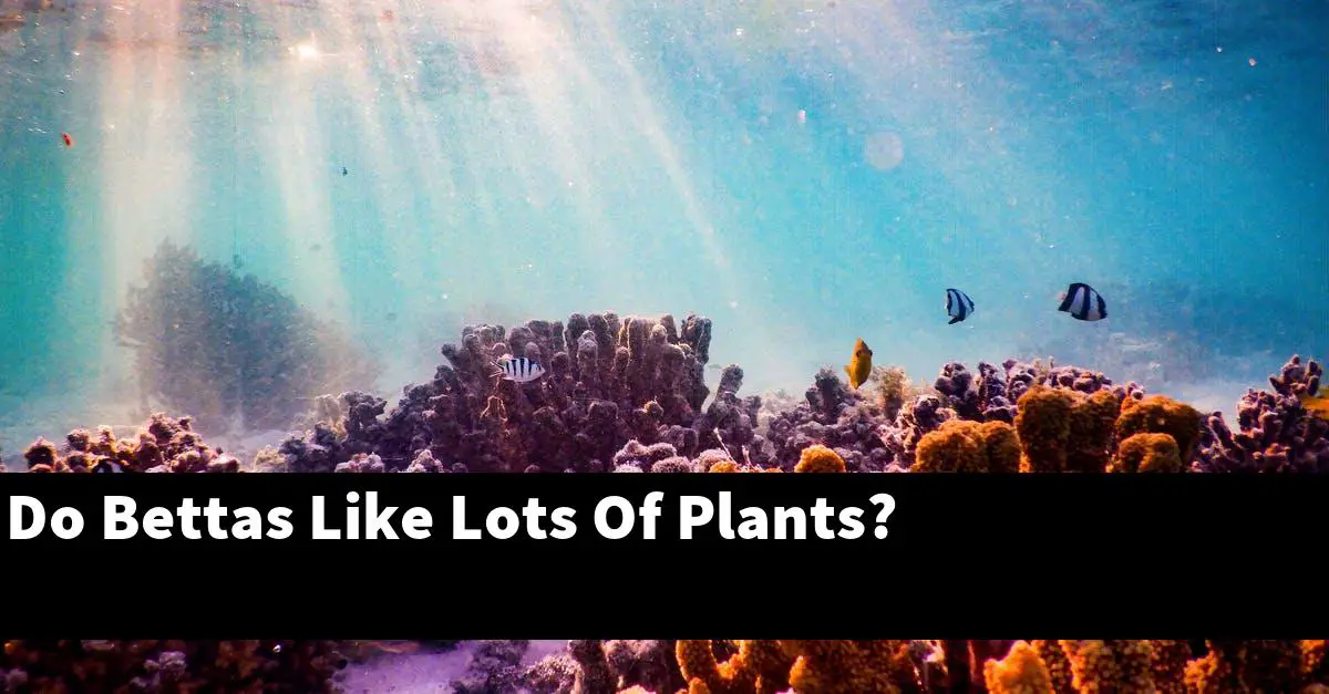 Do Bettas Like Lots Of Plants?