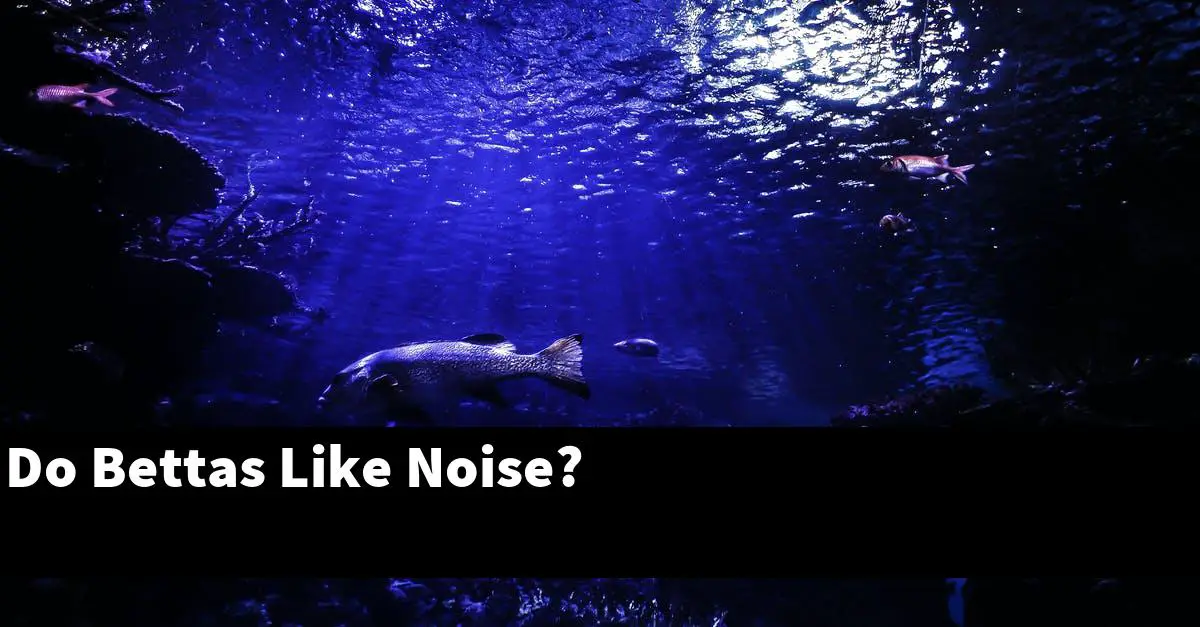 Do Bettas Like Noise?