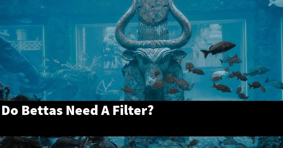 Do Bettas Need A Filter?