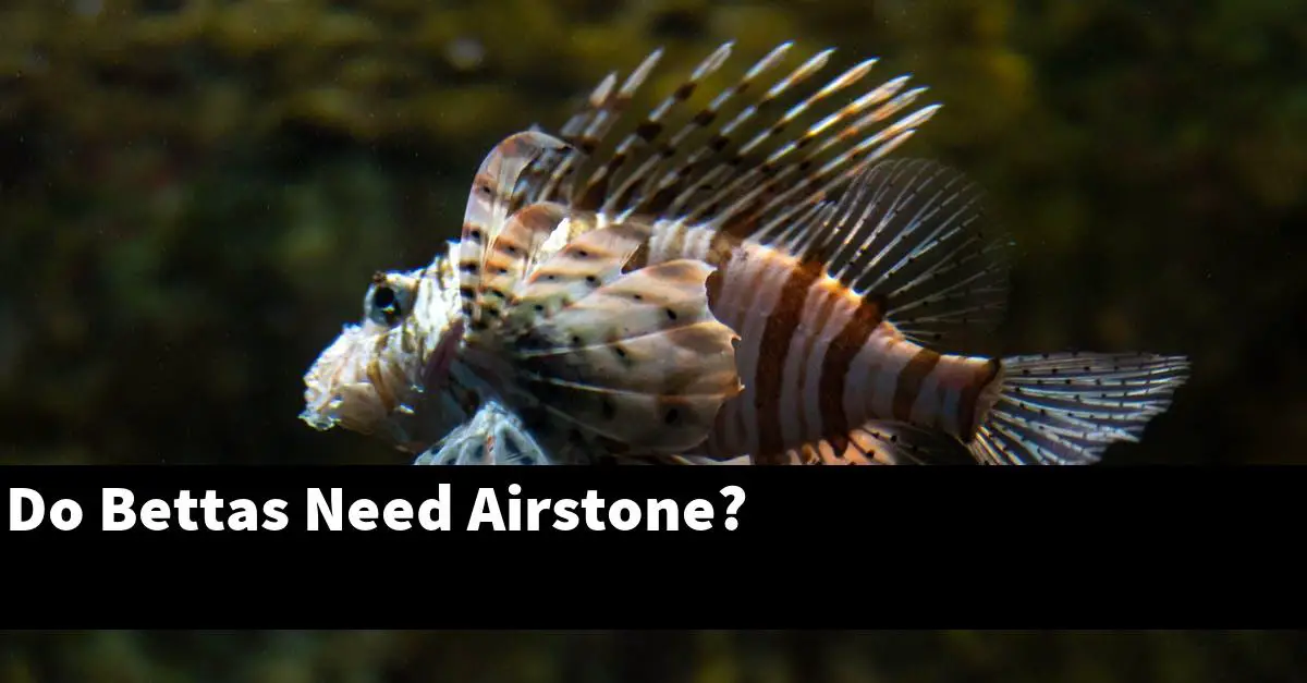 Do Bettas Need Airstone?