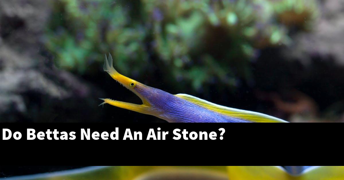 Do Bettas Need An Air Stone?