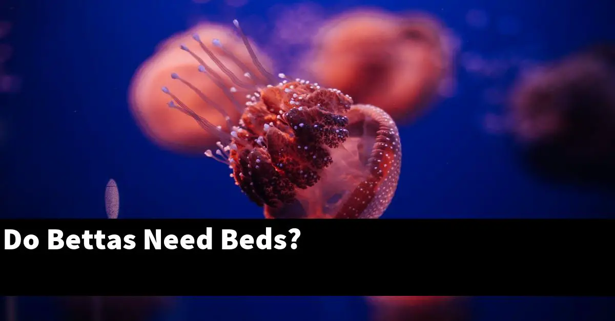 Do Bettas Need Beds?