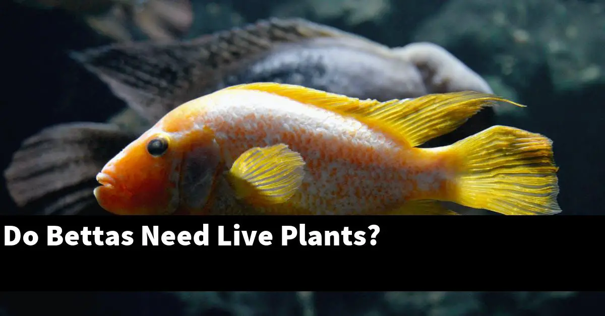 Do Bettas Need Live Plants?