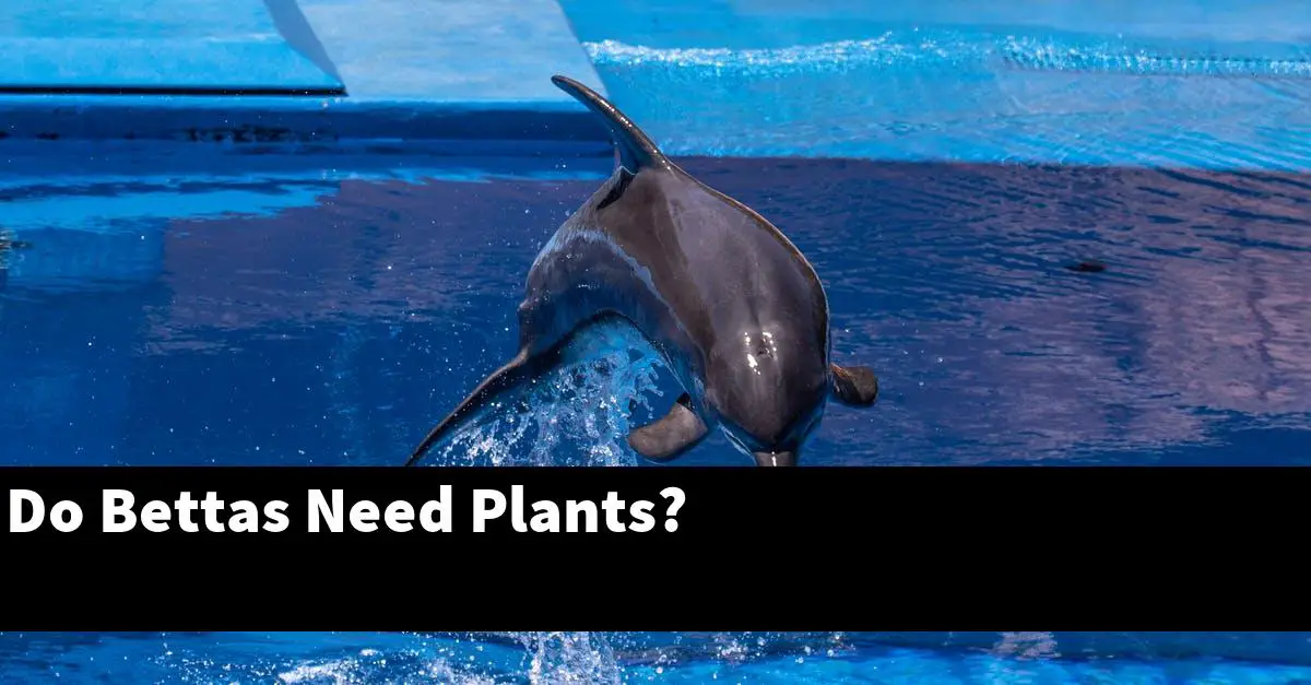 Do Bettas Need Plants?
