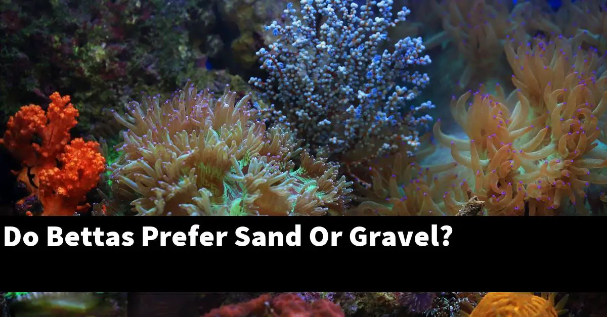 Do Bettas Prefer Sand Or Gravel?