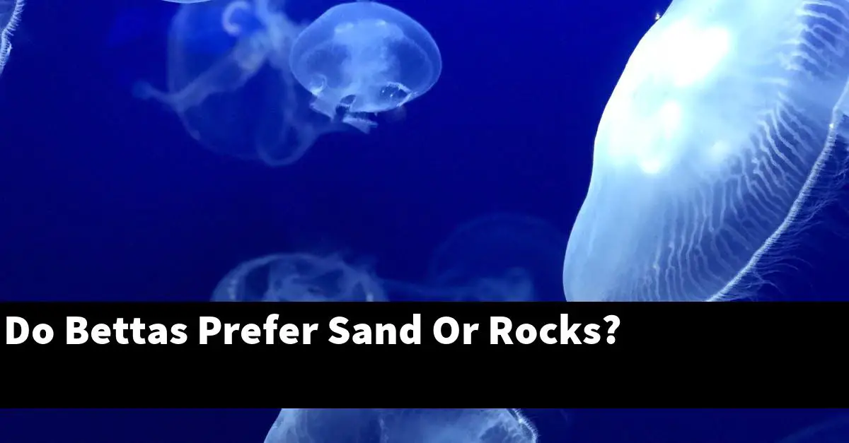 Do Bettas Prefer Sand Or Rocks?