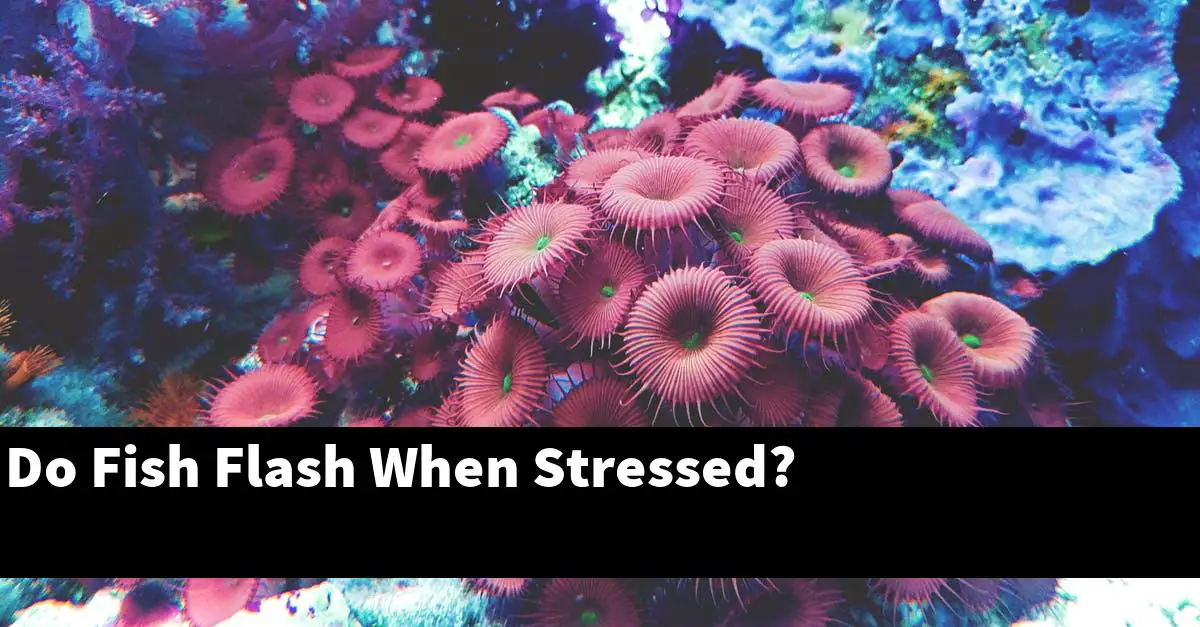 Do Fish Flash When Stressed?