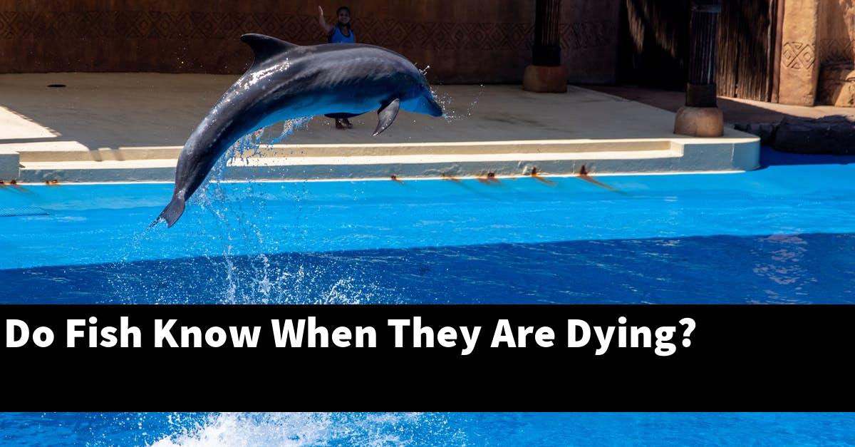Do Fish Know When They Are Dying?