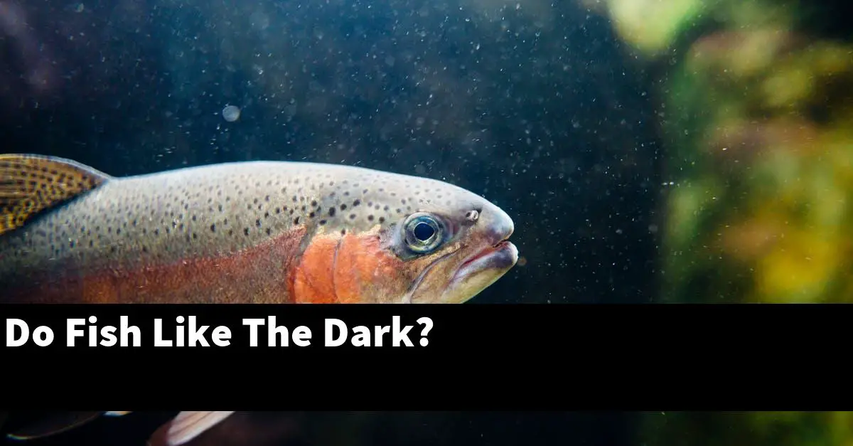 Do Fish Like The Dark?