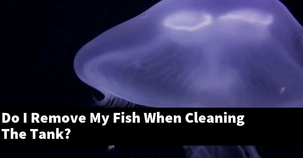Do I Remove My Fish When Cleaning The Tank?
