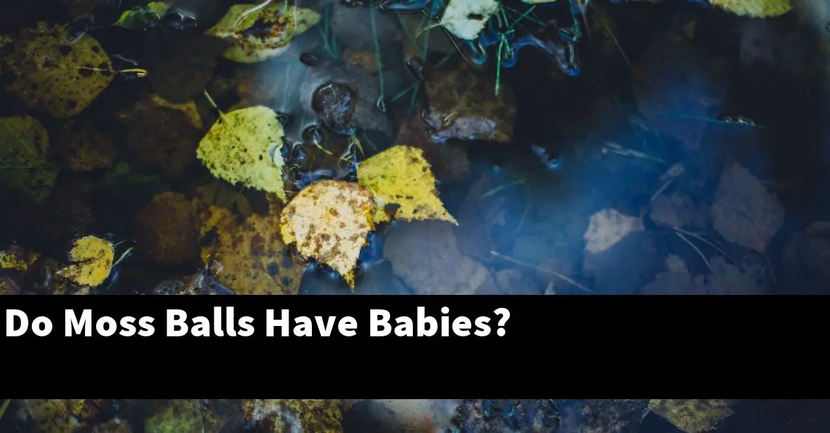 Do Moss Balls Have Babies?