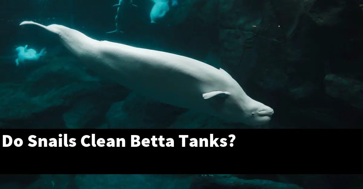 Do Snails Clean Betta Tanks?