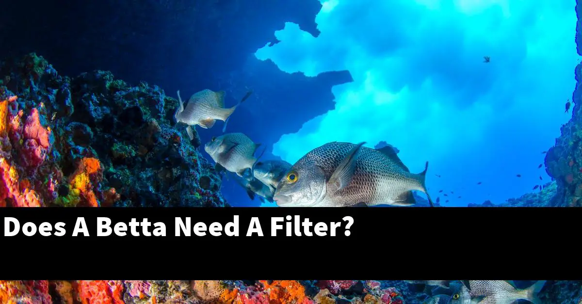 Does A Betta Need A Filter?