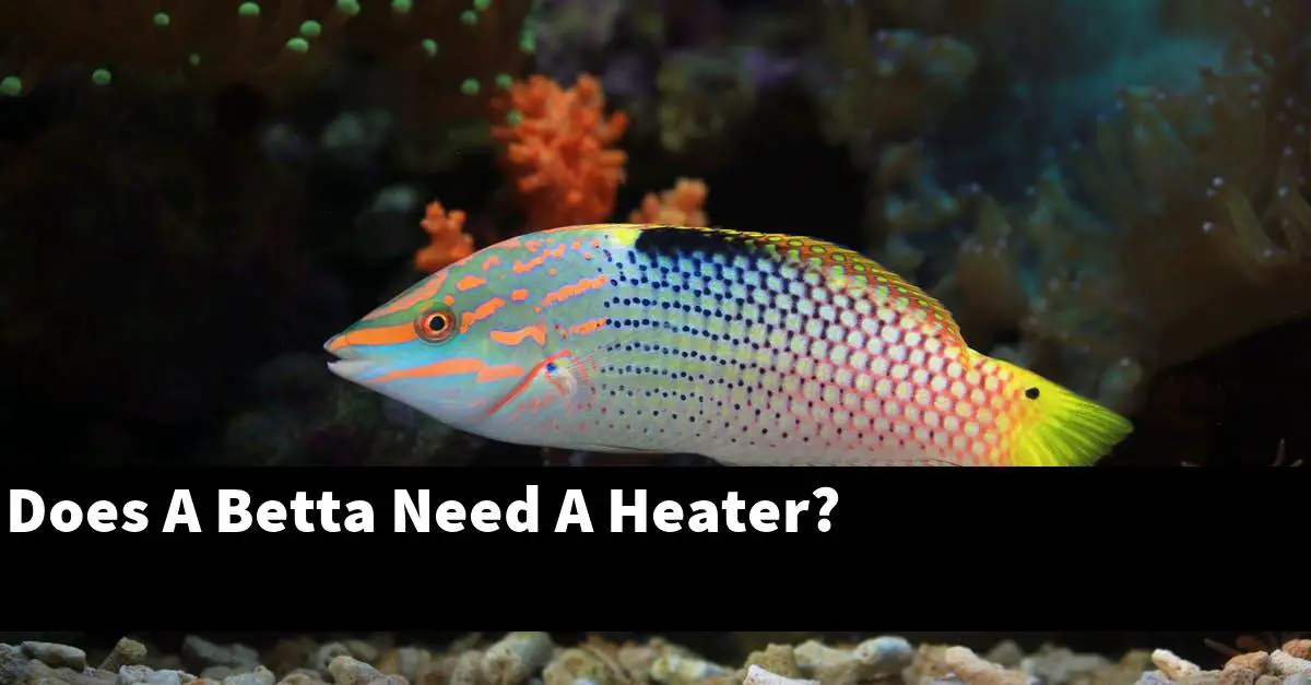 Does A Betta Need A Heater?
