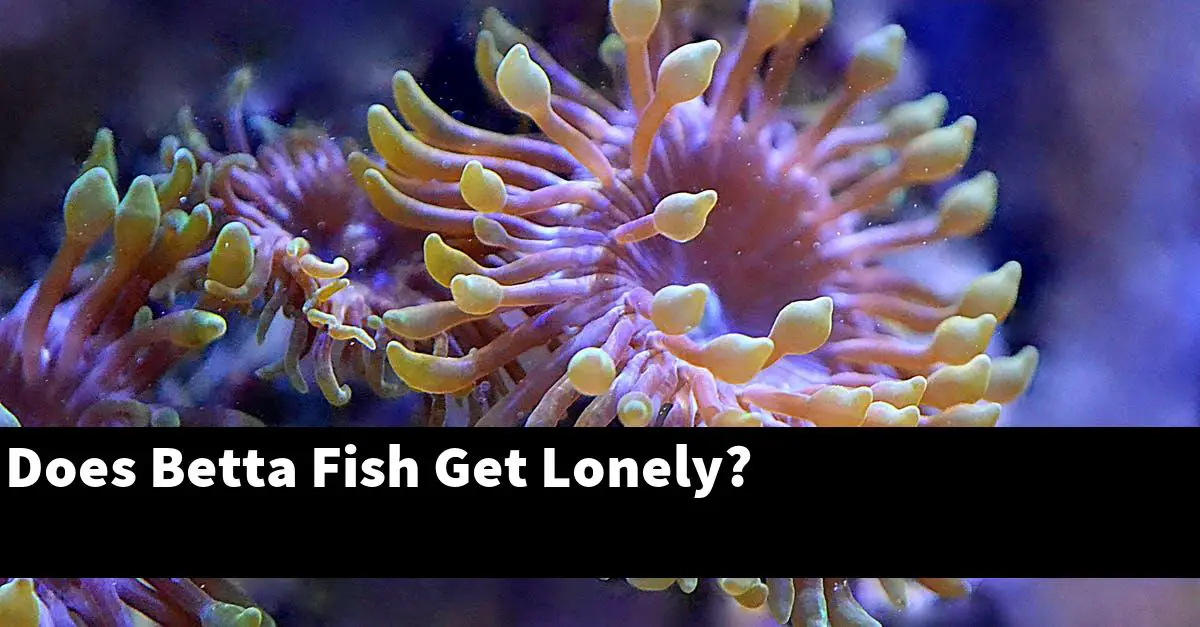 Does Betta Fish Get Lonely?